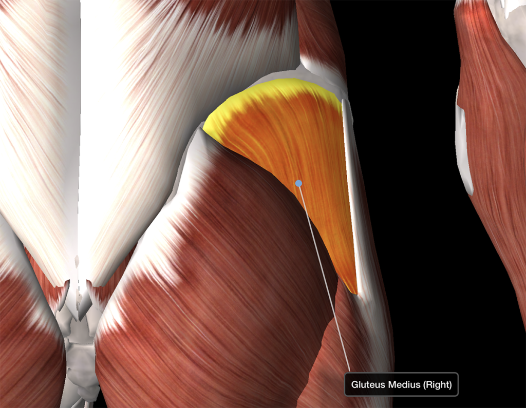 The Gluteus Medius Muscle Massage Aha!